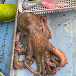 明石　　タコ釣り　　西海丸