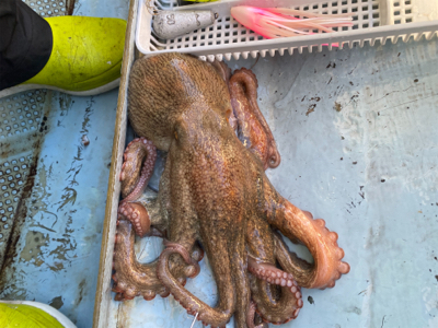明石　　タコ釣り　　西海丸