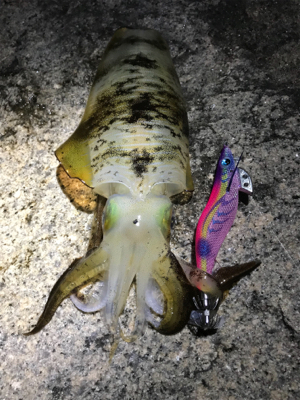 今年は厳しい〜