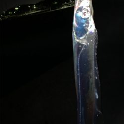 来た‼︎ ドラゴン　