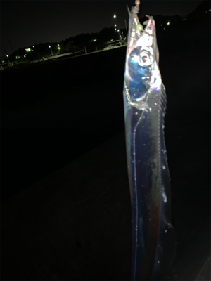 来た‼︎ ドラゴン　