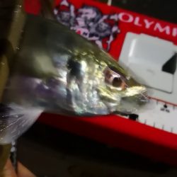 アジング練習 55