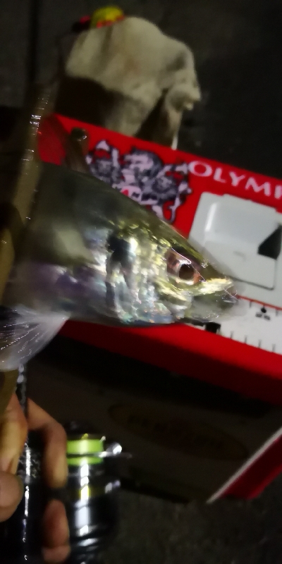 アジング練習 55