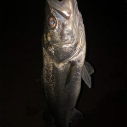 秋爆!!ランカー!