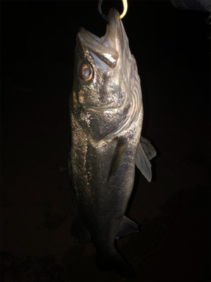 秋爆!!ランカー!