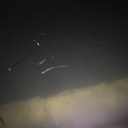 ハマチ!ヒイカ!!短時間で絶好釣!!