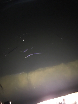 ハマチ!ヒイカ!!短時間で絶好釣!!