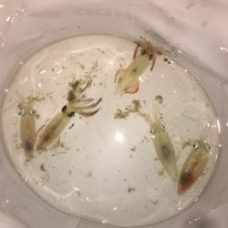 アジ/ヒイカ/アオリイカ♪GUNNING-STYLE