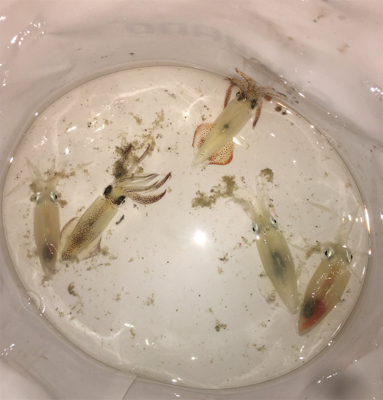 アジ/ヒイカ/アオリイカ♪GUNNING-…