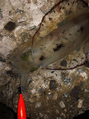 アオリイカ終盤戦