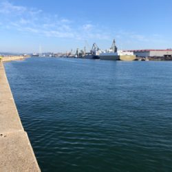 いつも来てくれるハマチ