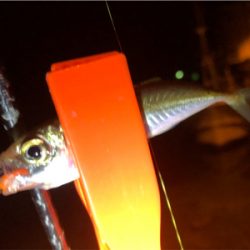 九十九湾〜小木豆アジ大量！