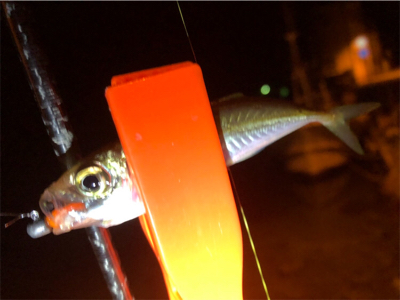 九十九湾〜小木豆アジ大量！