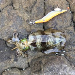 エギングタックルで…