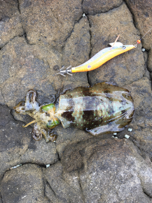 エギングタックルで…