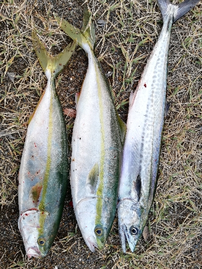 ライトショアジギング