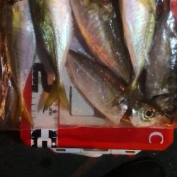 アジング練習 56