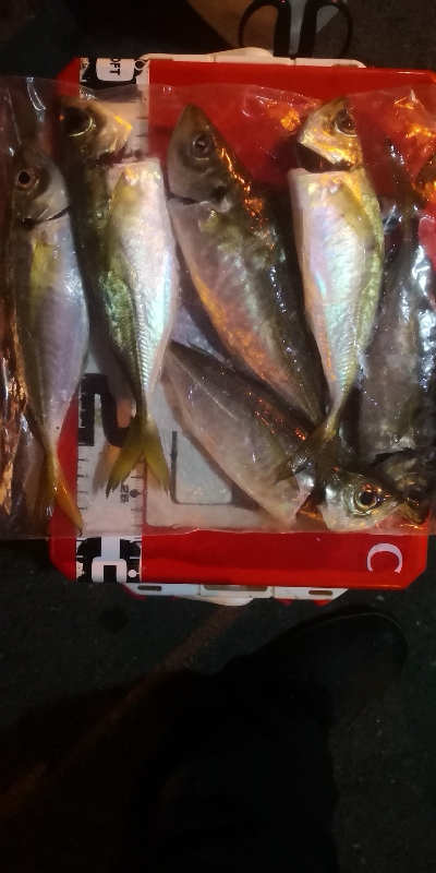 アジング練習 56