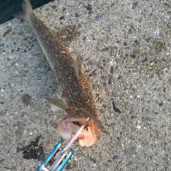 軽めの朝マヅメ