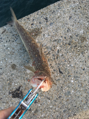 軽めの朝マヅメ