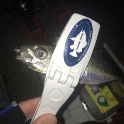 朝マズメアジング