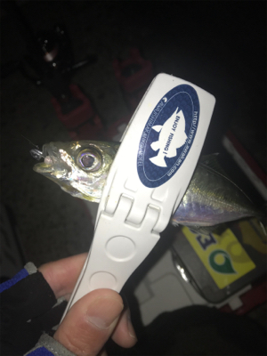 朝マズメアジング