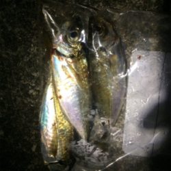 久しぶりのアジ