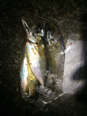 久しぶりのアジ