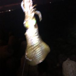 終盤エギング修行！