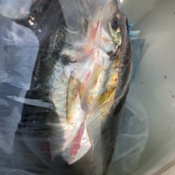 親父たちの釣行 淡路島編