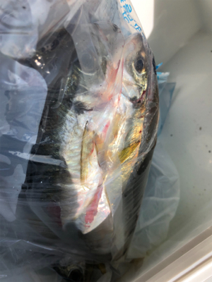 親父たちの釣行 淡路島編