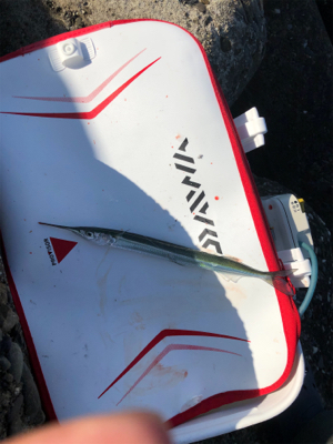 テトラでフカセ釣り