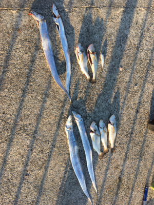 東側ベランダで夜釣り