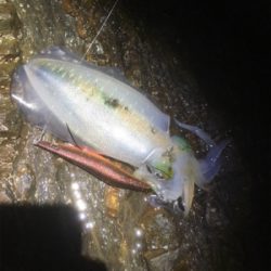 ポロポロ釣れる