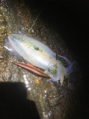 ポロポロ釣れる