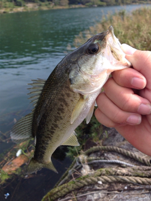 初の沖島釣行！