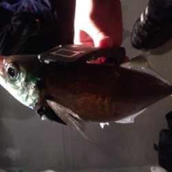 アジング&シーバス!