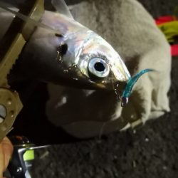 アジング練習  57