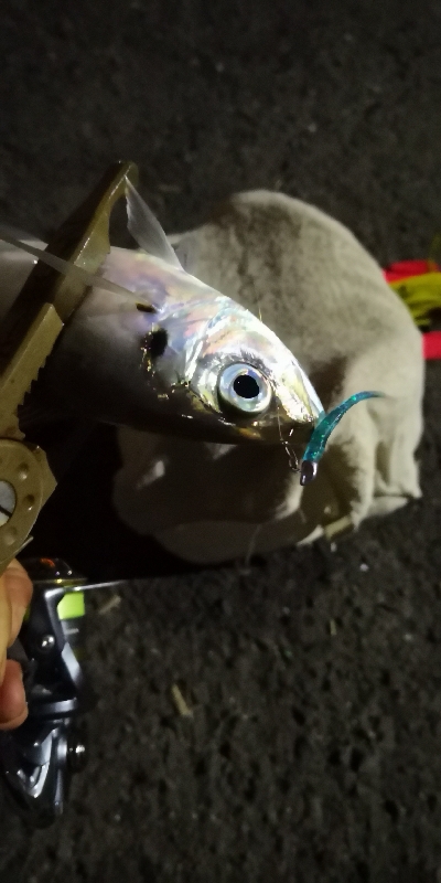 アジング練習  57