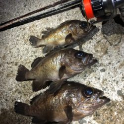 稚美魚はオールラウンダー！？