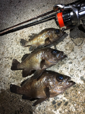 稚美魚はオールラウンダー！？