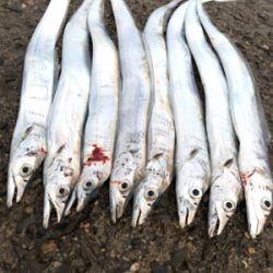 数は釣れたんだけど・・・