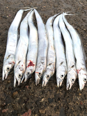 数は釣れたんだけど・・・