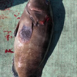 和歌山ティップラン、そしてクエが…