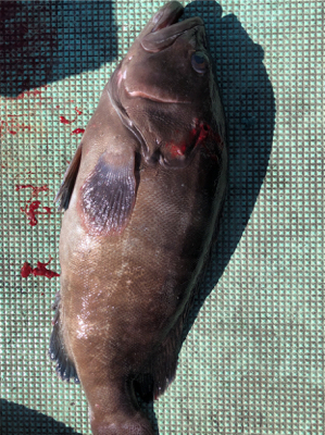 和歌山ティップラン、そしてクエが…