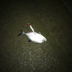 ナイトシーバス