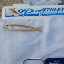 ラストキス&ファーストセイゴ