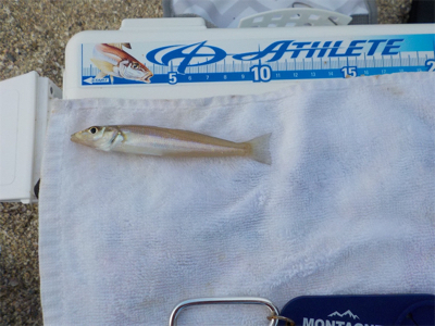 ラストキス&ファーストセイゴ