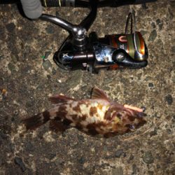 そろそろメバル