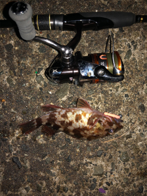 そろそろメバル